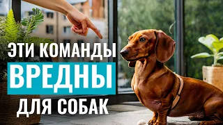 КОМАНДЫ, которые могут НАВРЕДИТЬ СОБАКЕ, если их использовать неправильно