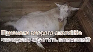 Признаки скорого окота! На что нужно обратить внимание?