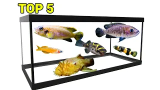 Top 5 Fish Ideas For a 20 Gallon Long Aquarium [ft. Girl Talks Fish]