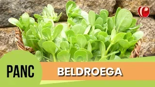 Beldroega | Conhecendo as PANC | Hamburguer e Sopa com Beldroega | VP Nutrição Funcional