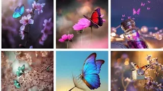Beautiful butterfly dpz / Butterfly wallpaper /unique butterfly dpz /Dpz/ nature Dpz /