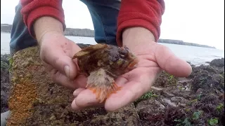 The wonderful sea life of Pembrokeshire rock pools with Craig Evans