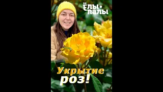 Как укрыть розы на зиму. Инструкция от питомника "Ёлы-палы".