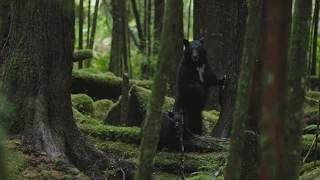 Whale Watching and Black Bears in Nimmo Bay British Columbia | Explore Canada