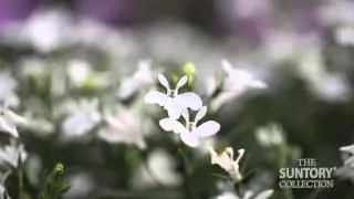 Sunbelia Lobelia Offers Heat Tolerance and Controlled Growth