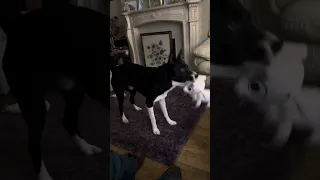 Barney the Tv border collie loves this so much he dances