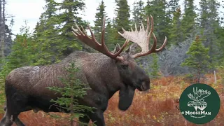 Big Bull Moose From Velvet to Rut Pit: Fun Stuff! | MooseMan Video Photography Calendar