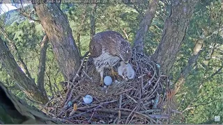 Angel the Leucistic Hawk ~ Tom Picks Up Dead Chick & Puts Back In Nest Cup & Incubates 4.29.23