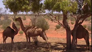 Chroniques de l'Australie sauvage - Episode 12: Le rêve de la fourmi à miel.
