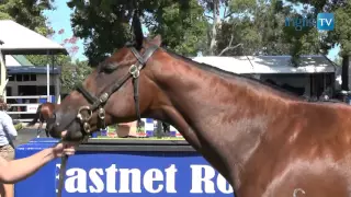 2016 Inglis Australian Easter Yearling Sale - Preview