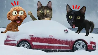 EL ULTIMO EN SALIR DEL CARRO CON NIEVE GANA pero con los gatitos Luna y Estrella / Videos de gatos