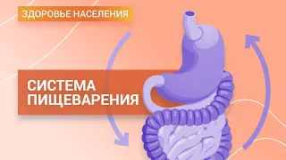 Система пищеварения. Особенности питания при хронических заболеваниях органов пищеварения | ГЦМП