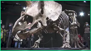 What we know 200 years after first dinosaur was named | REUTERS