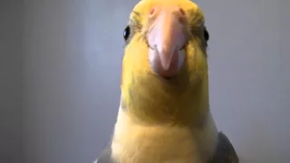 Cockatiel peekaboo