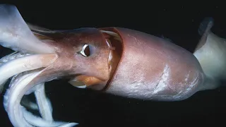 Giant Squid - The Mysterious Creature Of The Deep Sea! / Documentary (English/HD)