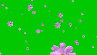 Фон-Футаж на хромакее 🌸 Фейерверк цветов весенних🌸🌸 Background Spring Flowers Green Screen