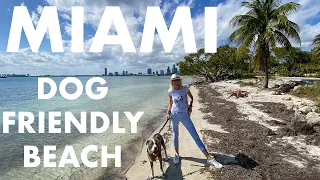 Miami LIVE Exploring Key Biscayne Dog-Friendly Beach