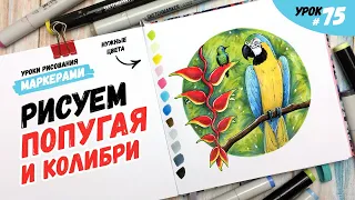 Как нарисовать попугая ара и колибри? / Видео-урок по рисованию маркерами для новичков #75