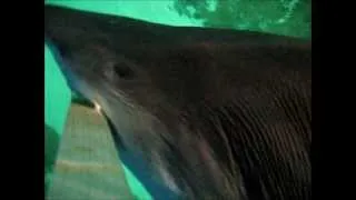 Blue Planet Aquarium UK - Sandtiger Shark Feed