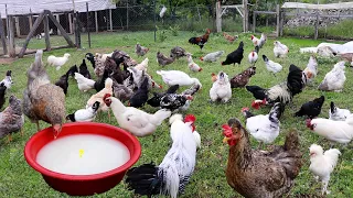Amazing Recipe to Increase Egg Yield of Chickens - Collecting Chicken Eggs - Farm Chores -Quail Coop