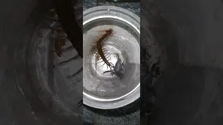 Centipede vs Scorpion