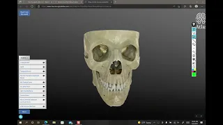 articulated skull anatomy part 1