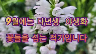 가을에는 다년생 야생화꽃들을 심어주세요 내년 봄에는  튼실하고 화려하게 꽃들이 피어난답니다