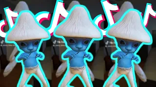 Blue Smurf Cat Meme (We Live, We Love, We Lie) - Funny TikTok Compilation