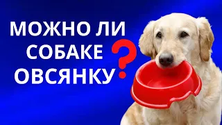 Овсянка. Можно ли давать собаке овсянку? могут ли собаки есть овсянку? Безопасно ли?