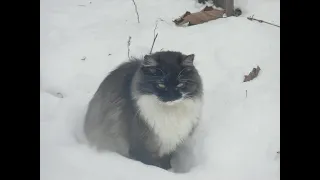 Красивая пушистая кошка идет по глубокому снегу и мяукает. Зимняя дача. Борьба за выживание