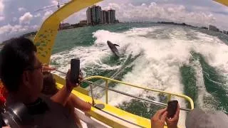 Sea Screamer Clearwater Beach Dolphin Jumping