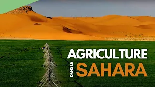 Agriculture dans le Sahara - L'Algérie vue du ciel (extrait)