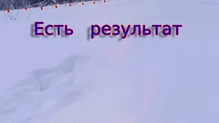 Охота на волков флажками.Встретил в окладе волка.Трудовая охота.