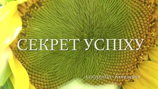 Секрет успіху. Київщина. Кукурудза. 2019