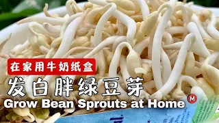 How to grow mung bean sprouts at home (and recipe)在家发绿豆芽方法