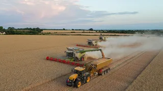large-scale Wheat Harvest 2023 ll  Combine Harvester 3x CLAAS LEXION 8800 & 770 LEXION 760 #claas
