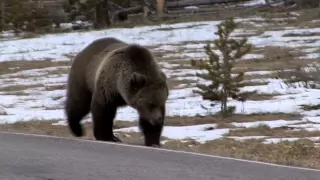 Grizzly Bear Encounters