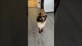 Siamese Cat Nisse Meowing And Mrrping