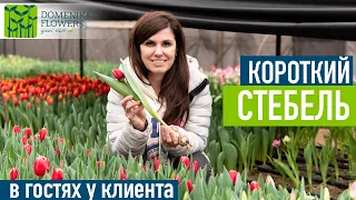 Короткий стебель у ТЮЛЬПАНА. Как исправить?