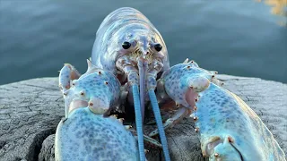 Blue Lobster jumpscare 4k meme