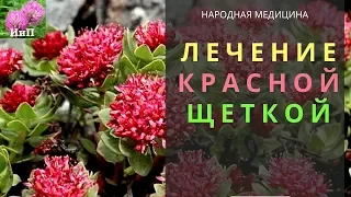 Лечение красной щеткой  Рецепты  настоев и отваров