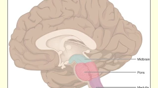 Lecture 3b: the central nervous system (summer, 2017)