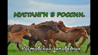 Мустанги в России. Заповедник Ростовский, остров Водный