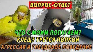 ВОПРОС ОТВЕТ | КЛЕЩ У ПОПУГАЯ | АГРЕССИЯ И ГНЕЗДОВОЕ ПОВЕДЕНИЕ | ТРЕТСЯ ПОПКОЙ