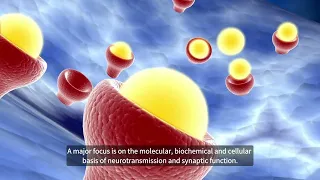 M.Sc. in Neuroscience