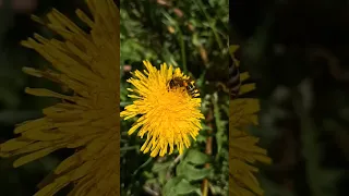 Пчела и одуванчик 👍