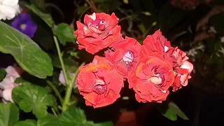 🌺🌼🌻Мои комнатные цветы.Обзор цветущих растений на 13 августа 2018 года)))🌻💜🌼🌺🌹