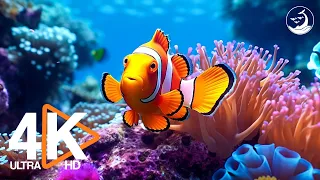 Aquarium 4K VIDEO ULTRA HD 🐠 Sea Animals With Relaxing Piano Music   Rare & Colorful Sea Life Video
