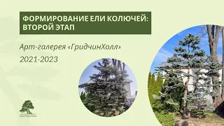 Формирование ели колючей 2021-2023