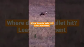 One Shot Drop! Deer Hunting